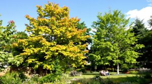welche bäume im garten pflanzen